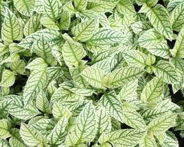 Janeba drsná 'Helikon'