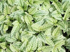 Janeba drsná 'Helikon' - Heliopsis helianthoides 'Helikon'