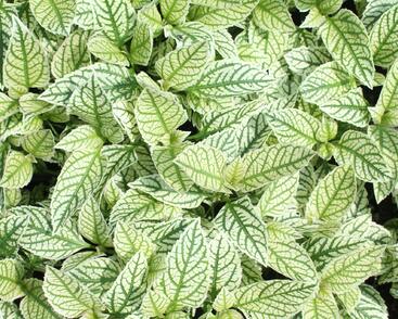 Janeba drsná 'Helikon'