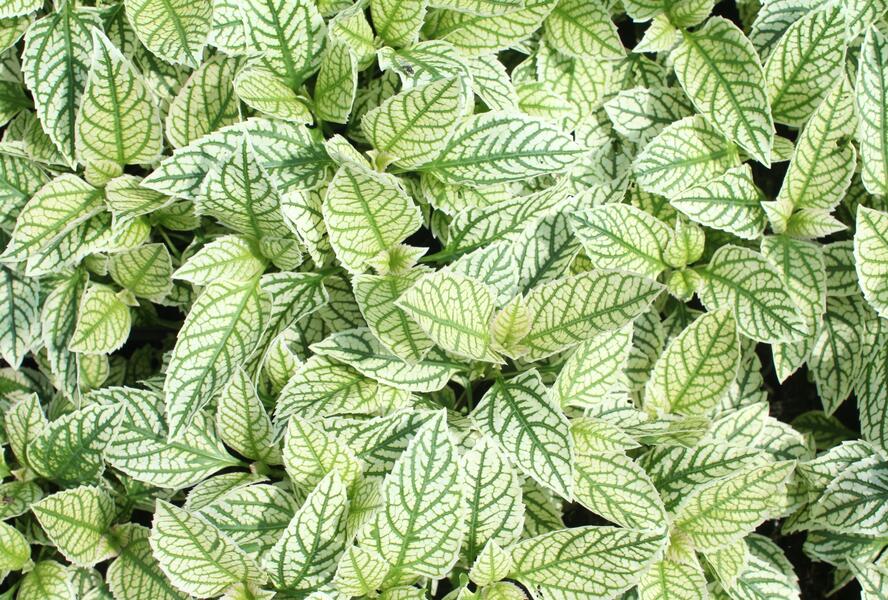 Janeba drsná 'Helikon' - Heliopsis helianthoides 'Helikon'