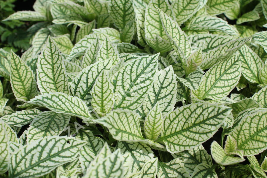 Janeba drsná 'Helikon' - Heliopsis helianthoides 'Helikon'