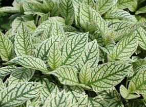 Janeba drsná 'Helikon' - Heliopsis helianthoides 'Helikon'