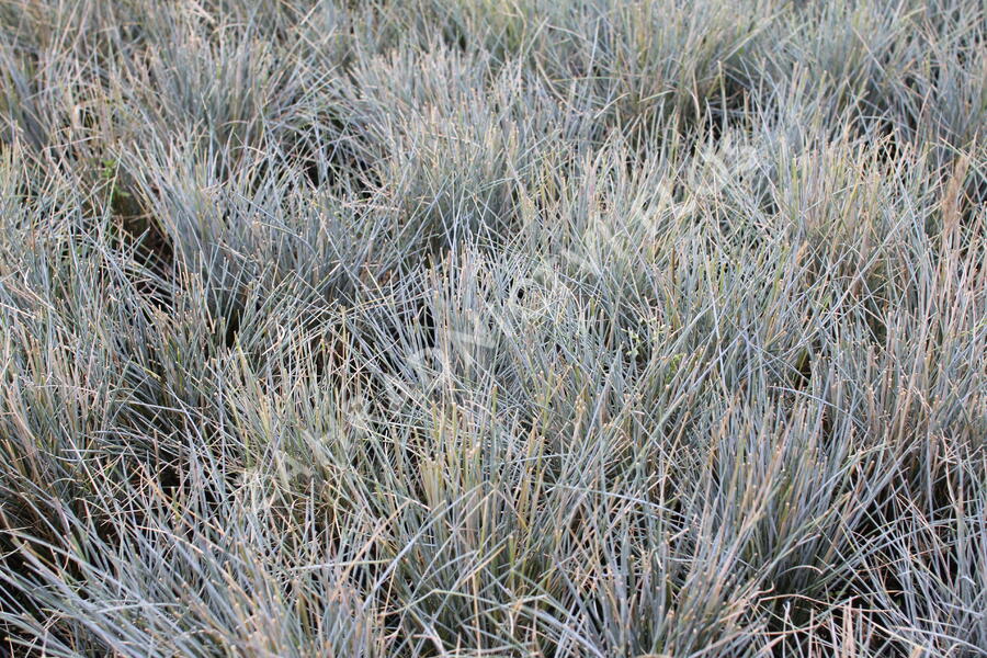 Kostřava popelavá 'Eisvogel' - Festuca cinerea 'Eisvogel'