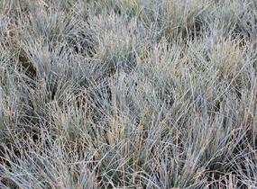 Kostřava popelavá 'Eisvogel' - Festuca cinerea 'Eisvogel'