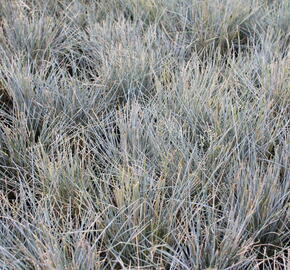 Kostřava popelavá 'Eisvogel' - Festuca cinerea 'Eisvogel'