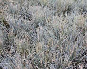 Kostřava popelavá 'Eisvogel'