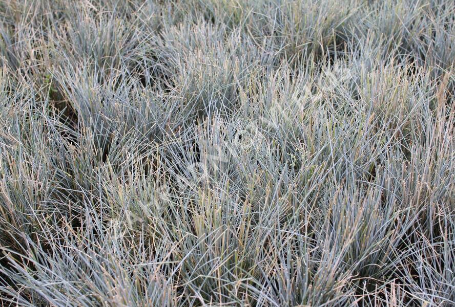 Kostřava popelavá 'Eisvogel' - Festuca cinerea 'Eisvogel'