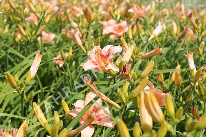 Denivka 'Longfields Glory' - Hemerocallis 'Longfields Glory'