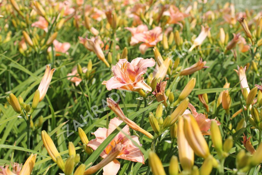 Denivka 'Longfields Glory' - Hemerocallis 'Longfields Glory'
