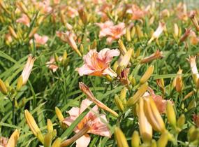 Denivka 'Longfields Glory' - Hemerocallis 'Longfields Glory'