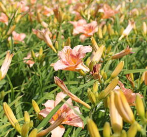 Denivka 'Longfields Glory' - Hemerocallis 'Longfields Glory'