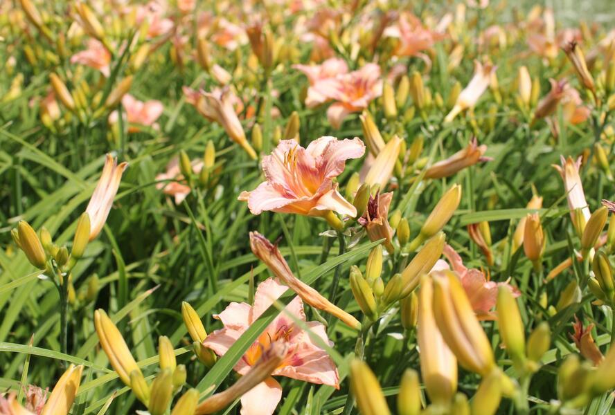 Denivka 'Longfields Glory' - Hemerocallis 'Longfields Glory'