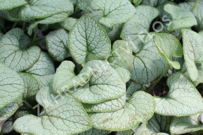 Pomněnkovec velkolistý 'Silver Heart' - Brunnera macrophylla 'Silver Heart'