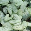 Pomněnkovec velkolistý 'Silver Heart' - Brunnera macrophylla 'Silver Heart'