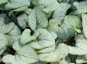 Pomněnkovec velkolistý 'Silver Heart' - Brunnera macrophylla 'Silver Heart'
