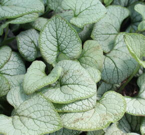 Pomněnkovec velkolistý 'Silver Heart' - Brunnera macrophylla 'Silver Heart'