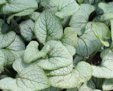 Pomněnkovec velkolistý 'Silver Heart'