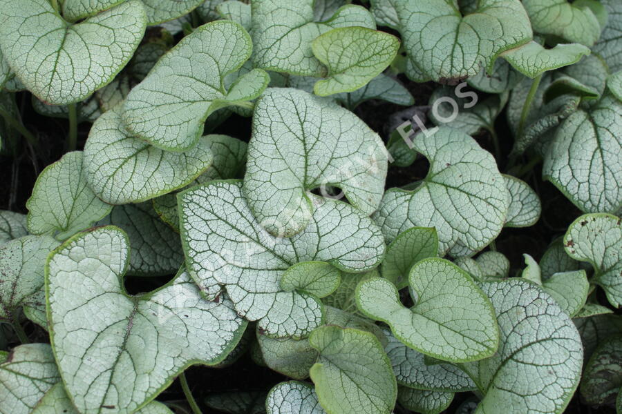 Pomněnkovec velkolistý 'Silver Heart' - Brunnera macrophylla 'Silver Heart'
