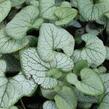 Pomněnkovec velkolistý 'Silver Heart' - Brunnera macrophylla 'Silver Heart'