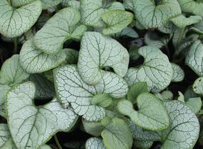 Pomněnkovec velkolistý 'Silver Heart' - Brunnera macrophylla 'Silver Heart'