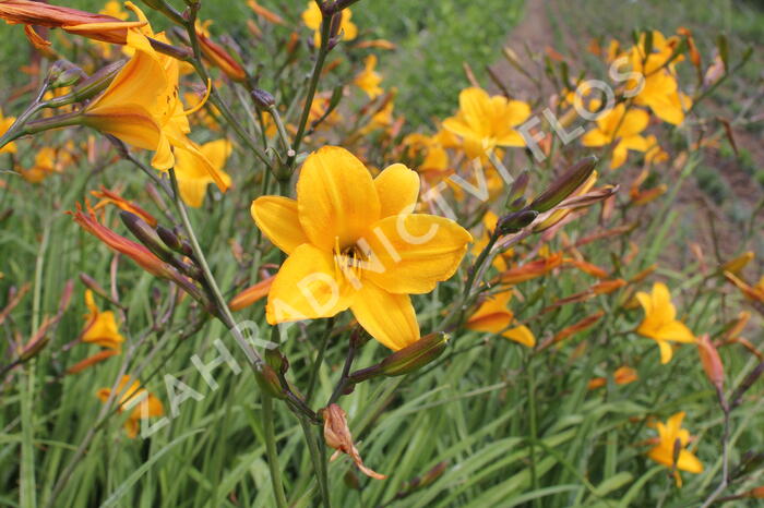 Denivka citrónová - Hemerocallis citrina