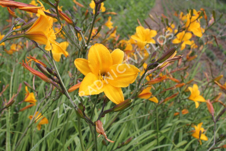 Denivka citrónová - Hemerocallis citrina