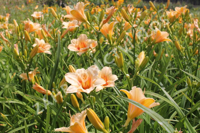 Denivka 'Serenity Morgan' - Hemerocallis 'Serenity Morgan'