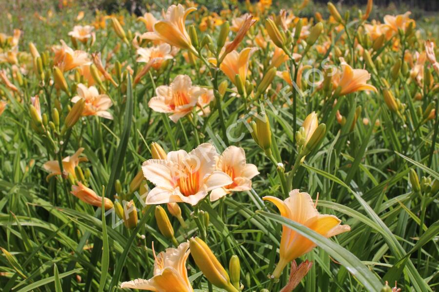 Denivka 'Serenity Morgan' - Hemerocallis 'Serenity Morgan'