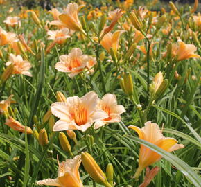 Denivka 'Serenity Morgan' - Hemerocallis 'Serenity Morgan'