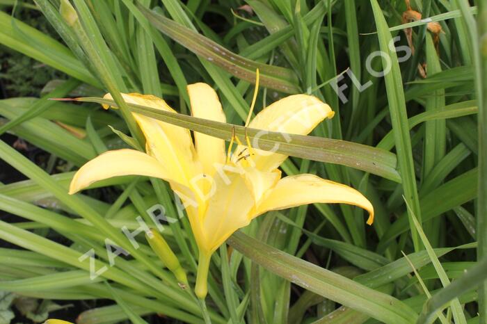 Denivka 'Lemon Madeline' - Hemerocallis 'Lemon Madeline'
