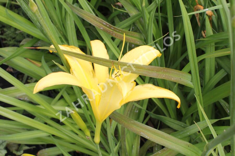 Denivka 'Lemon Madeline' - Hemerocallis 'Lemon Madeline'