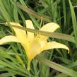 Denivka 'Lemon Madeline' - Hemerocallis 'Lemon Madeline'
