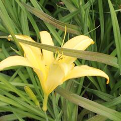 Denivka 'Lemon Madeline' - Hemerocallis 'Lemon Madeline'