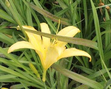 Denivka 'Lemon Madeline'