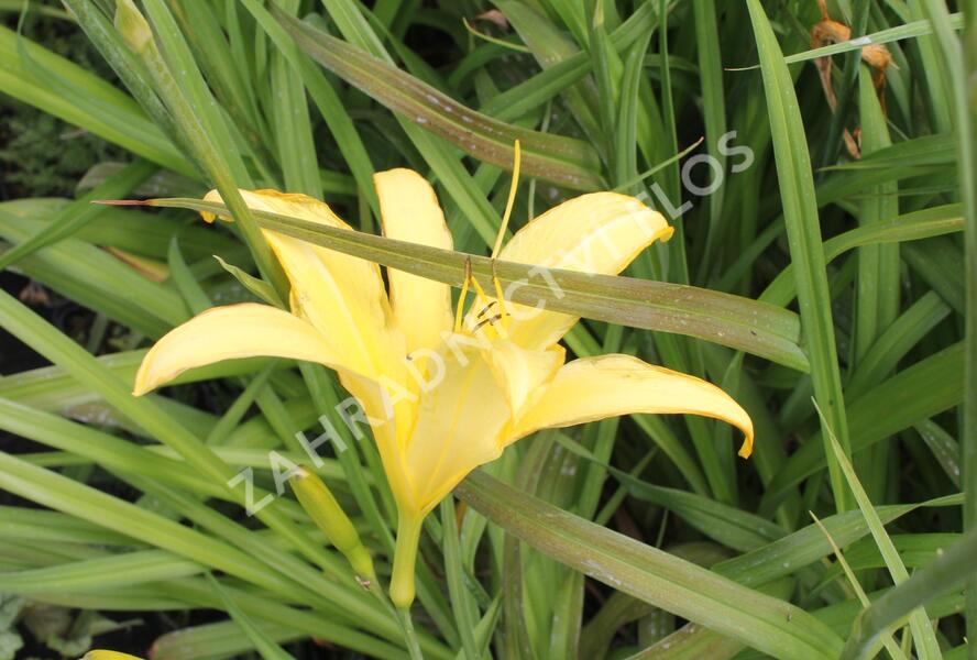 Denivka 'Lemon Madeline' - Hemerocallis 'Lemon Madeline'
