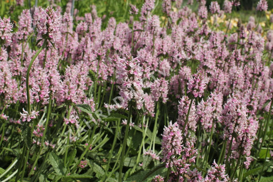Čistec velkokvětý 'Summer Crush' - Stachys grandiflora 'Summer Crush'
