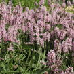 Čistec velkokvětý 'Summer Crush' - Stachys grandiflora 'Summer Crush'