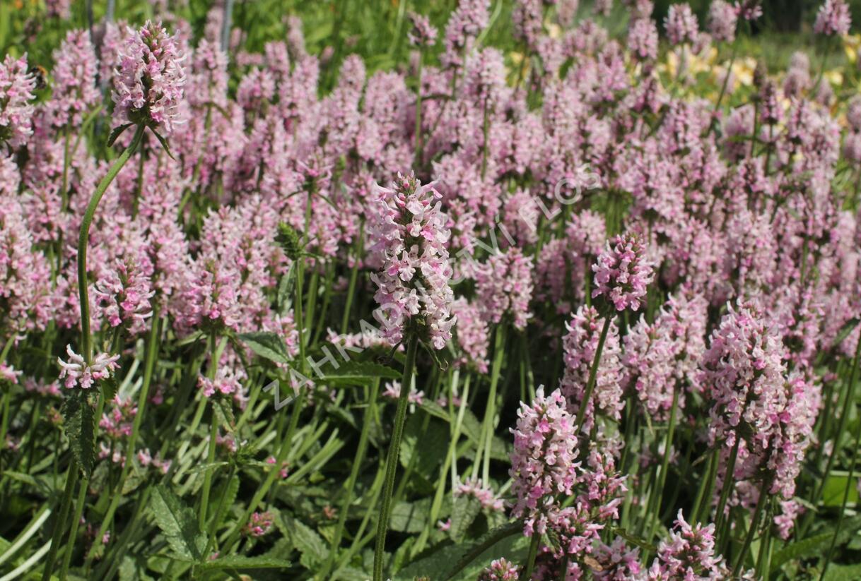 Čistec velkokvětý 'Summer Crush' - Stachys grandiflora 'Summer Crush'