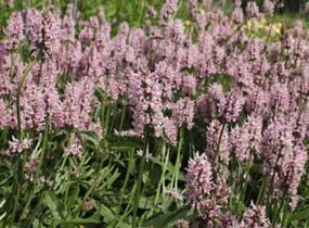 Čistec velkokvětý 'Summer Crush' - Stachys grandiflora 'Summer Crush'