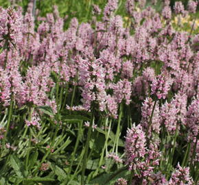 Čistec 'Summer Crush' - Stachys hybrid 'Summer Crush'