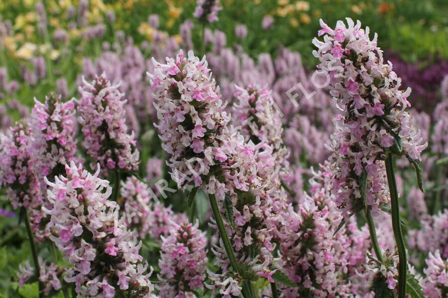 Čistec velkokvětý 'Summer Crush' - Stachys grandiflora 'Summer Crush'