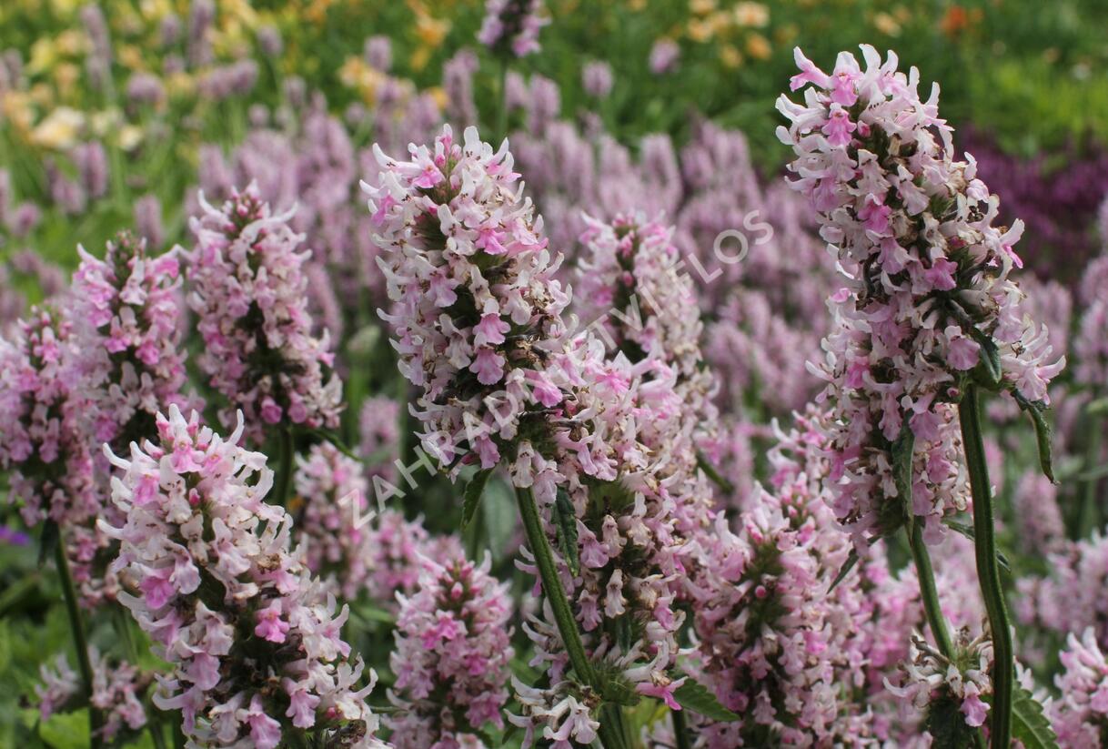 Čistec velkokvětý 'Summer Crush' - Stachys grandiflora 'Summer Crush'