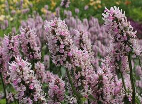 Čistec velkokvětý 'Summer Crush' - Stachys grandiflora 'Summer Crush'
