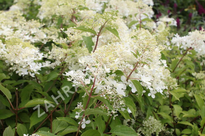 Hortenzie latnatá 'Phantom' - Hydrangea paniculata 'Phantom'