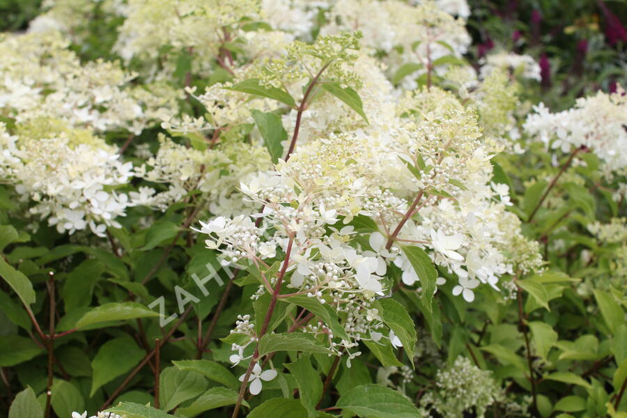 Hortenzie latnatá 'Phantom' - Hydrangea paniculata 'Phantom'