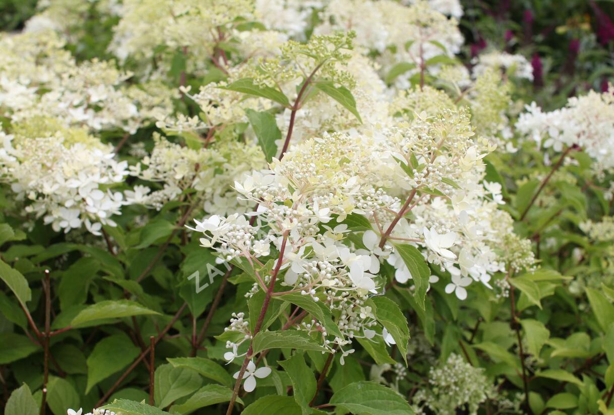 Hortenzie latnatá 'Phantom' - Hydrangea paniculata 'Phantom'