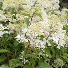 Hortenzie latnatá 'Phantom' - Hydrangea paniculata 'Phantom'