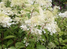 Hortenzie latnatá 'Phantom' - Hydrangea paniculata 'Phantom'