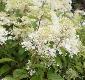 Hortenzie latnatá 'Phantom' - Hydrangea paniculata 'Phantom'