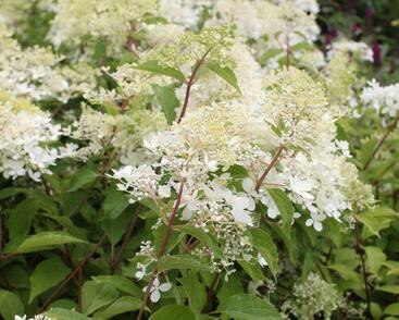 Hortenzie latnatá 'Phantom'